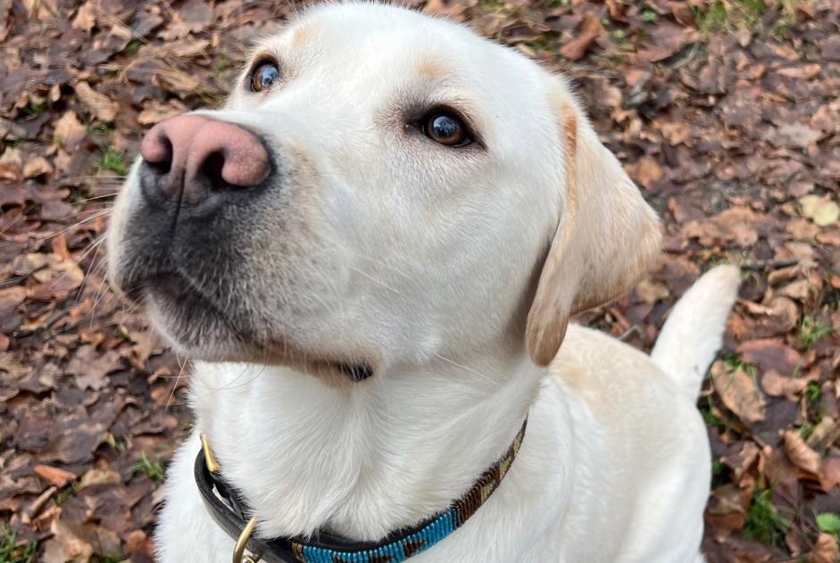 Alerta de Desaparición Perro  Macho , 2 años Avilly-Saint-Léonard Francia