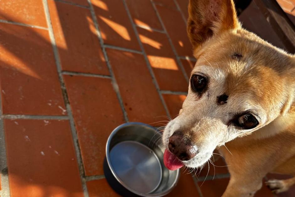 Alerta de Hallazgo Perro cruce Macho Can Furnet España