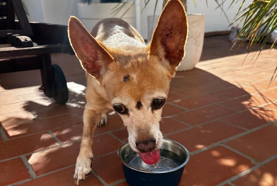 Alerta de Hallazgo Perro cruce Macho Can Furnet España