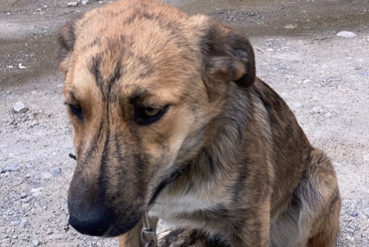 Alerta de Desaparición Perro cruce Hembra , 1 años Châteauroux-les-Alpes Francia