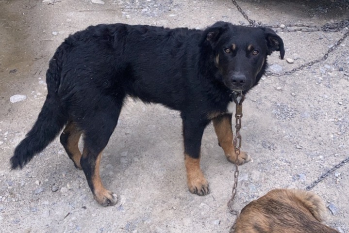 Alerta de Desaparición Perro cruce Hembra , 1 años Châteauroux-les-Alpes Francia