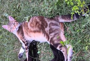 Alerta de Desaparición Gato  Macho , 1 años Crest Francia