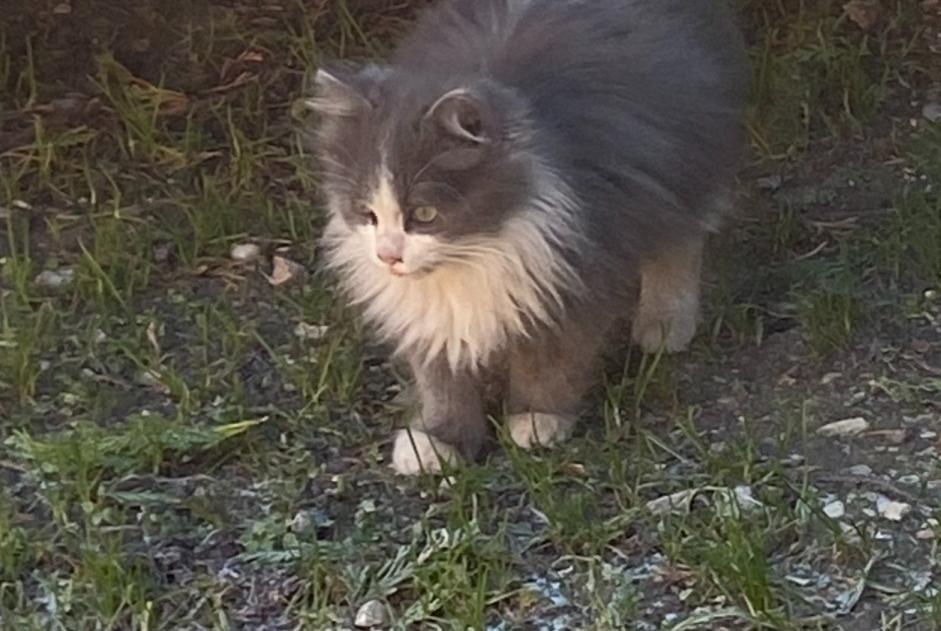 Alerta de Hallazgo Gato Hembra Monteux Francia