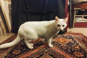 Alerta de Hallazgo Gato Desconocido Bois-Colombes Francia