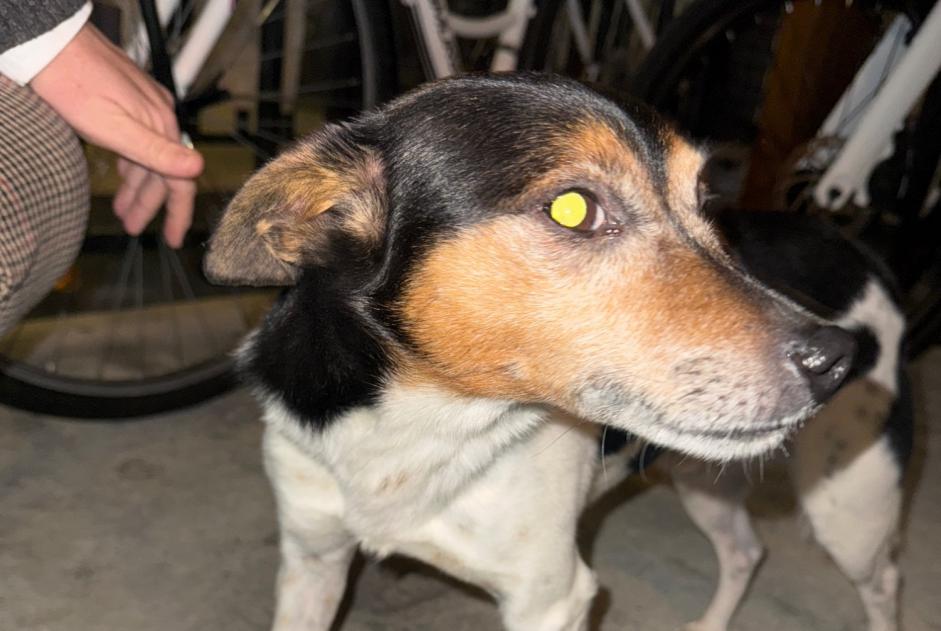 Alerta de Hallazgo Perro cruce Macho Mouguerre Francia