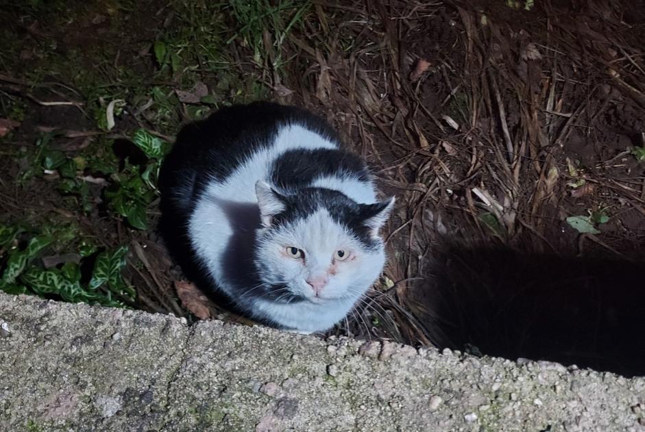 Alerta de Desaparición Gato cruce Macho , 10 años Frapelle Francia