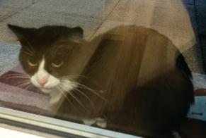 Alerta de Hallazgo Gato Desconocido Nantes Francia