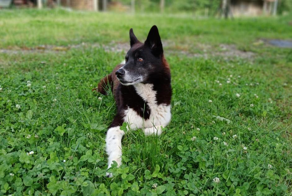 Alerta de Desaparición Perro cruce Macho , 12 años Estadens Francia