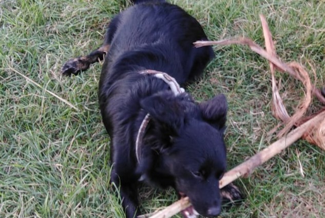 Alerta de Desaparición Perro  Macho , 4 años Hyères Francia