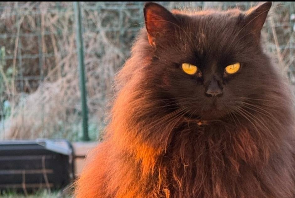 Alerta de Desaparición Gato cruce Macho , 9 años Saint-Gourgon Francia