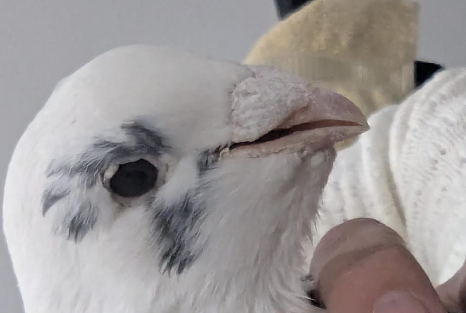 Alerta de Hallazgo Pájaro Desconocido Salaise-sur-Sanne Francia