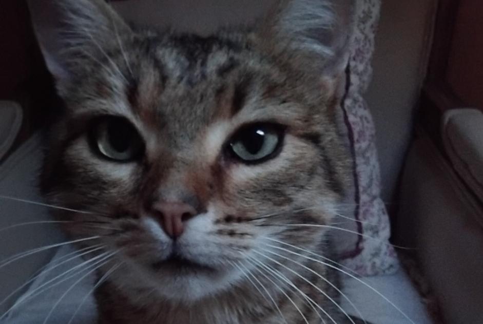 Alerta de Desaparición Gato cruce Macho , 6 años Dun-les-Places Francia