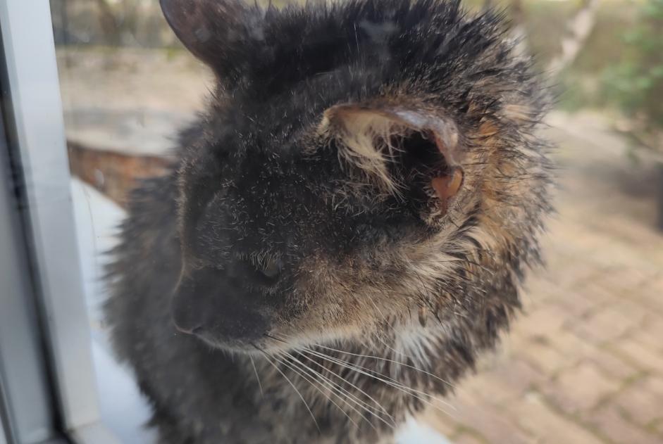 Alerta de Hallazgo Gato  Desconocido Pouilley-les-Vignes Francia