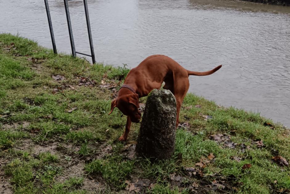 Alerta de Hallazgo Perro  Macho Auray Francia