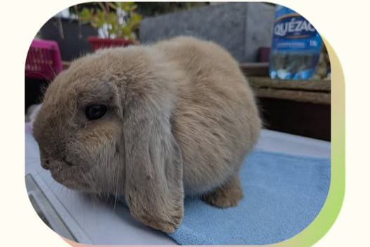 Alerta de Hallazgo Conejo Desconocido La Crau Francia