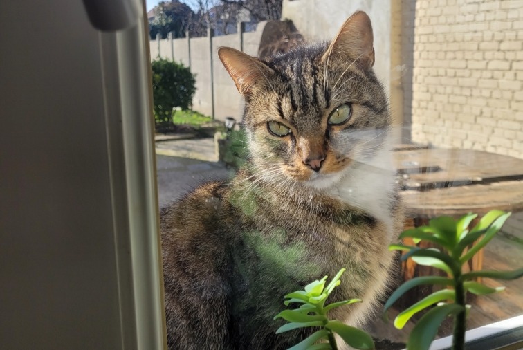 Alerta de Hallazgo Gato cruce Hembra Wingles Francia