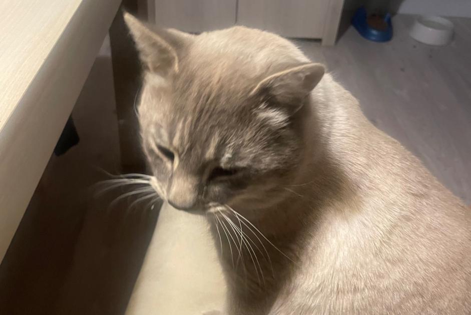 Alerta de Desaparición Gato cruce Macho , 4 años Pierrefeu-du-Var Francia