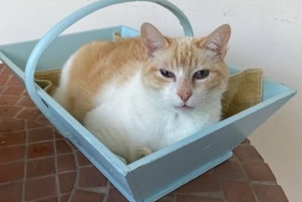 Alerta de Desaparición Gato cruce Macho , 7 años Montpellier Francia