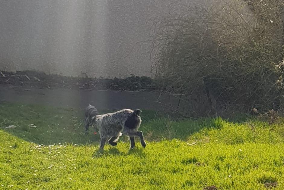 Alerta de Hallazgo Perro  Desconocido Cormeilles-en-Parisis Francia