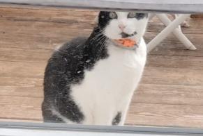 Alerta de Desaparición Gato  Macho , 9 años Pérouse Francia