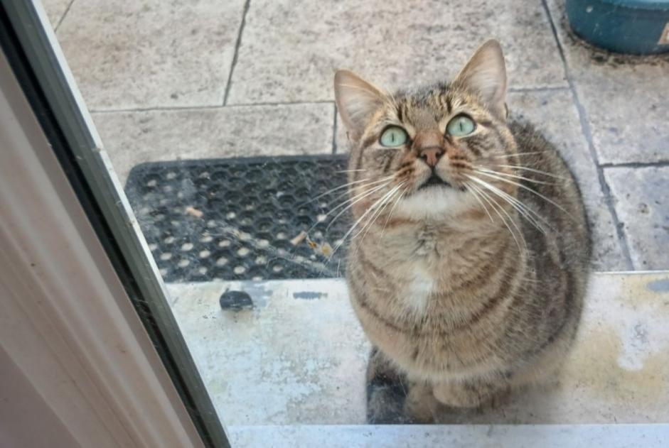 Alerta de Hallazgo Gato Macho Émerainville Francia