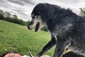 Alerta de Desaparición Perro cruce Hembra , 11 años Saint-Georges-de-Didonne Francia