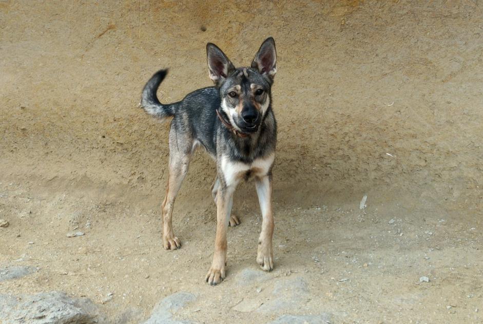 Alerta de Desaparición Perro cruce Hembra , 1 años Lanuéjols Francia