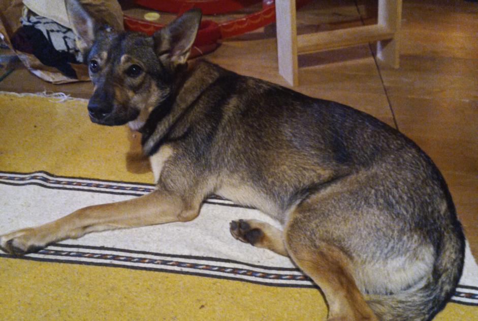 Alerta de Desaparición Perro cruce Hembra , 1 años Lanuéjols Francia