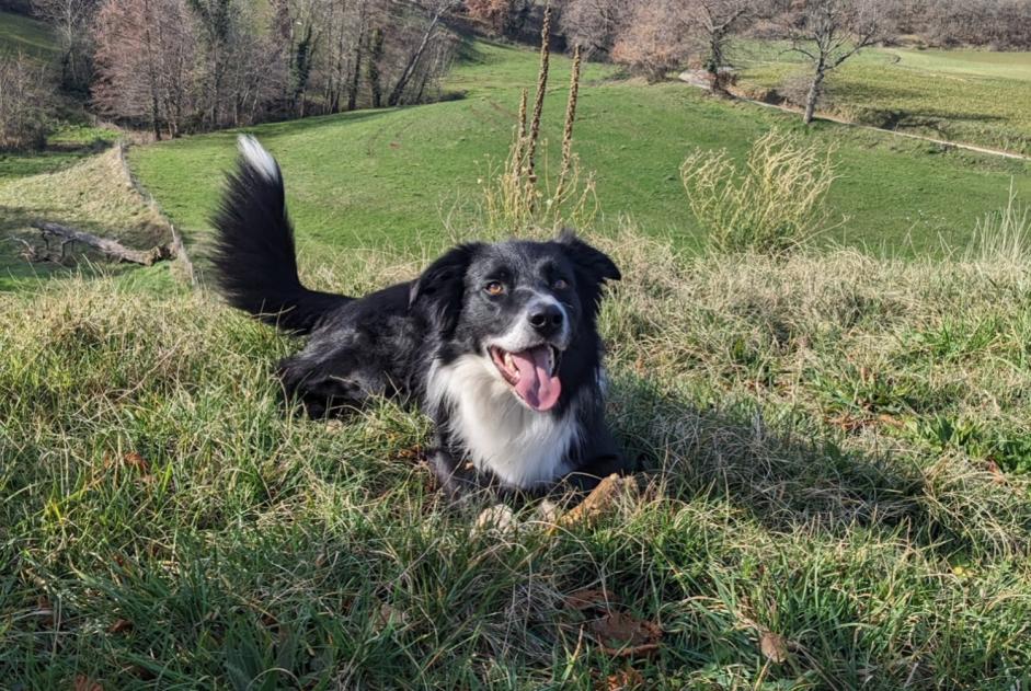 Alerta de Desaparición Perro  Macho , 5 años Glun Francia