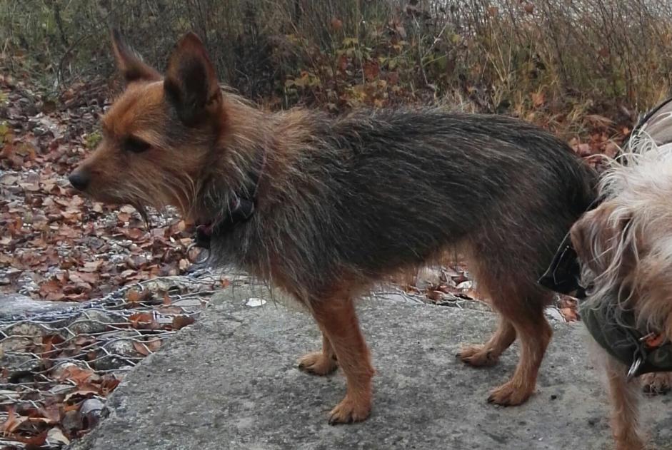 Alerte Disparition Chien croisement Femelle , 18 ans Kunheim France