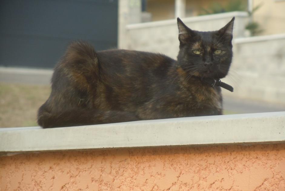 Alerte Disparition Chat  Femelle , 8 ans Pusignan France