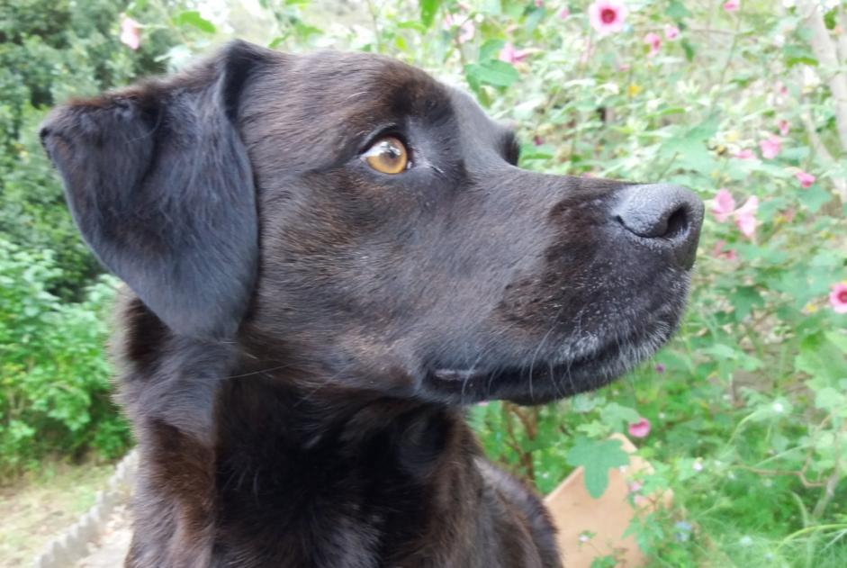 Alerte Disparition Chien croisement Mâle , 12 ans Marignane France