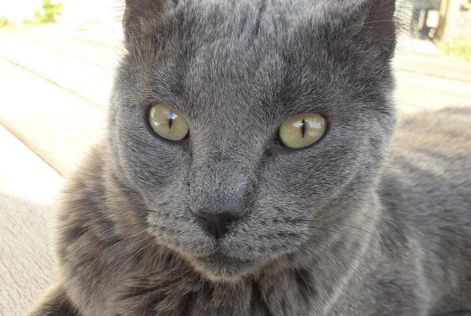 Alerte Disparition Chat  Femelle , 10 ans L'Escarène France