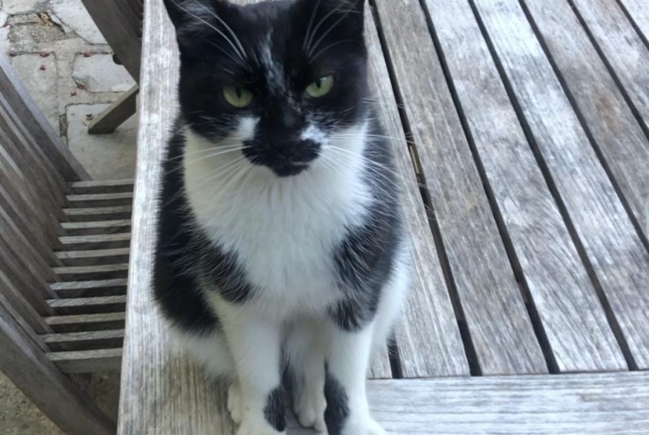 Alerte Disparition Chat Femelle , 8 ans Santa-Reparata-di-Balagna France