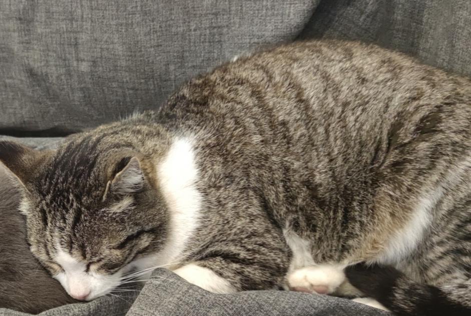 Alerte Disparition Chat Mâle , 16 ans La Bouilladisse France