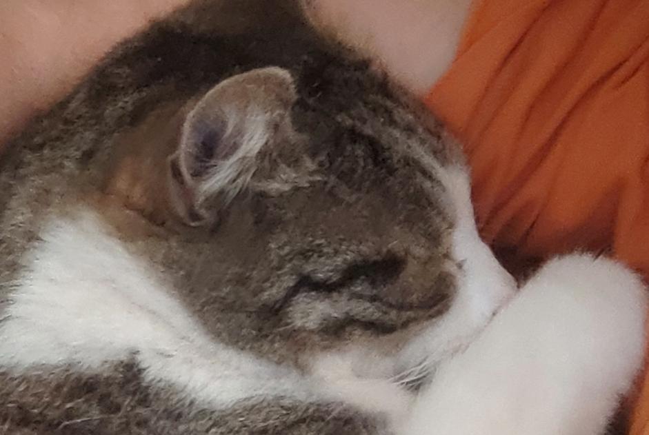 Alerte Disparition Chat Mâle , 16 ans La Bouilladisse France