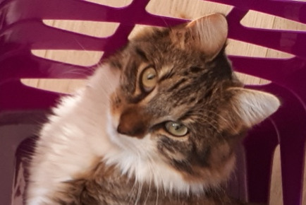 Alerte Disparition Chat  Mâle , 6 ans Montbazon France