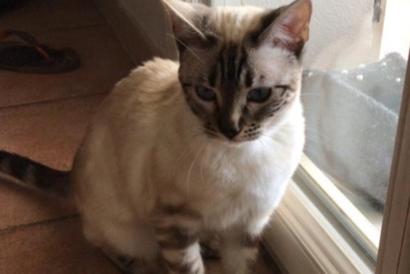 Alerte Disparition Chat  Femelle , 2 ans Peyrolles-en-Provence France