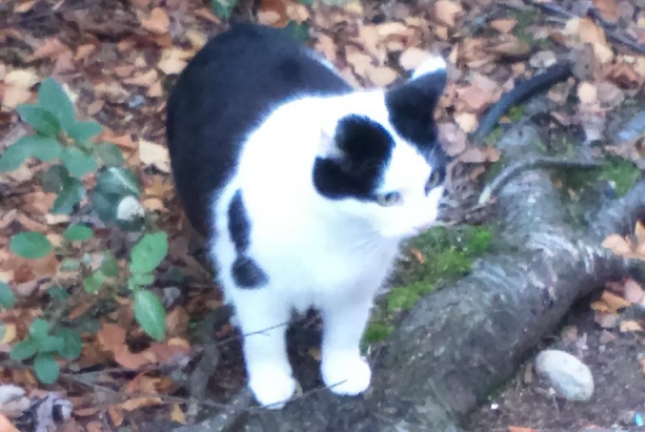 Alerte Disparition Chat  Femelle , 12 ans Montaut-les-Créneaux France