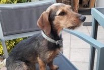 Alerte Disparition Chien croisement Femelle , 6 ans Stotzheim France