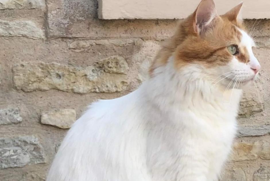 Alerte Disparition Chat croisement Mâle , 6 ans Chaville France