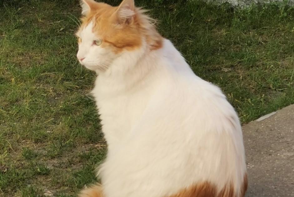 Alerte Disparition Chat croisement Mâle , 6 ans Chaville France