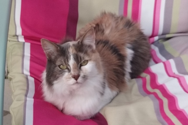 Alerte Disparition Chat Femelle , 18 ans Paris France