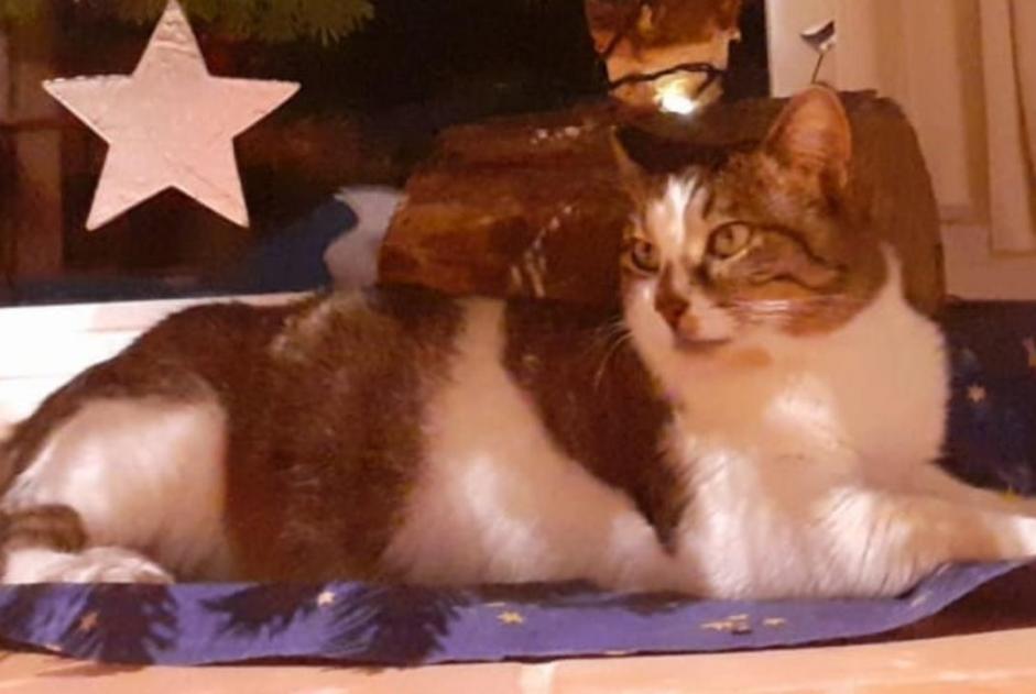 Alerte Disparition Chat  Mâle , 5 ans Pontchâteau France