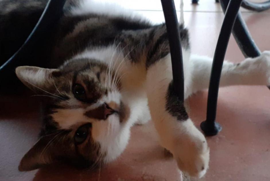 Alerte Disparition Chat  Mâle , 5 ans Pontchâteau France