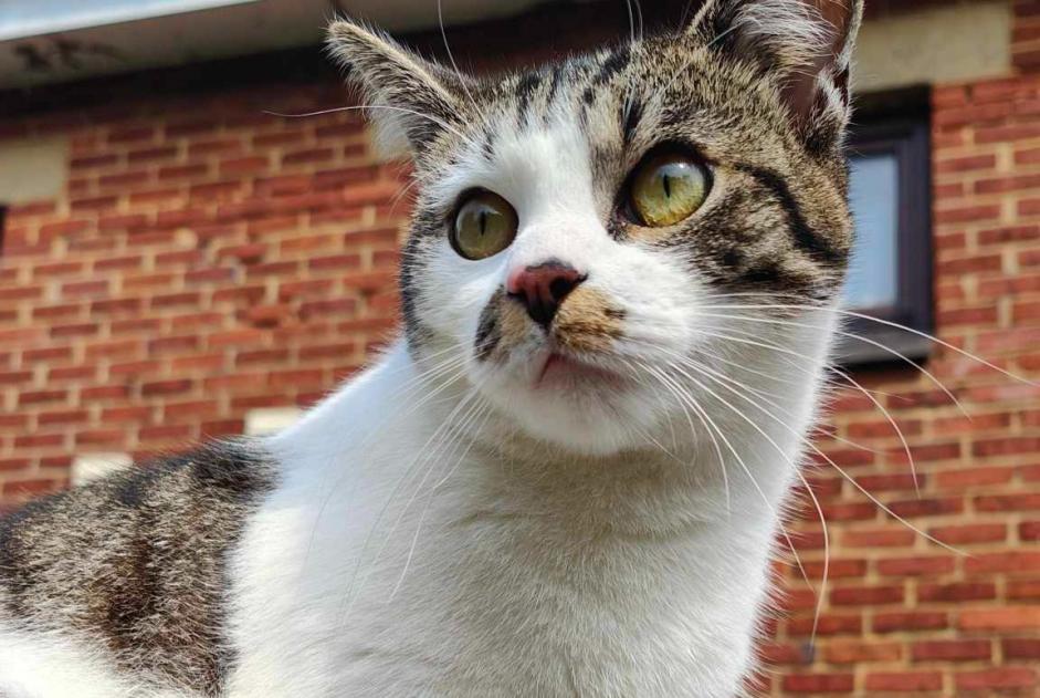 Alerte Disparition Chat croisement Mâle , 1 ans Manage Belgique