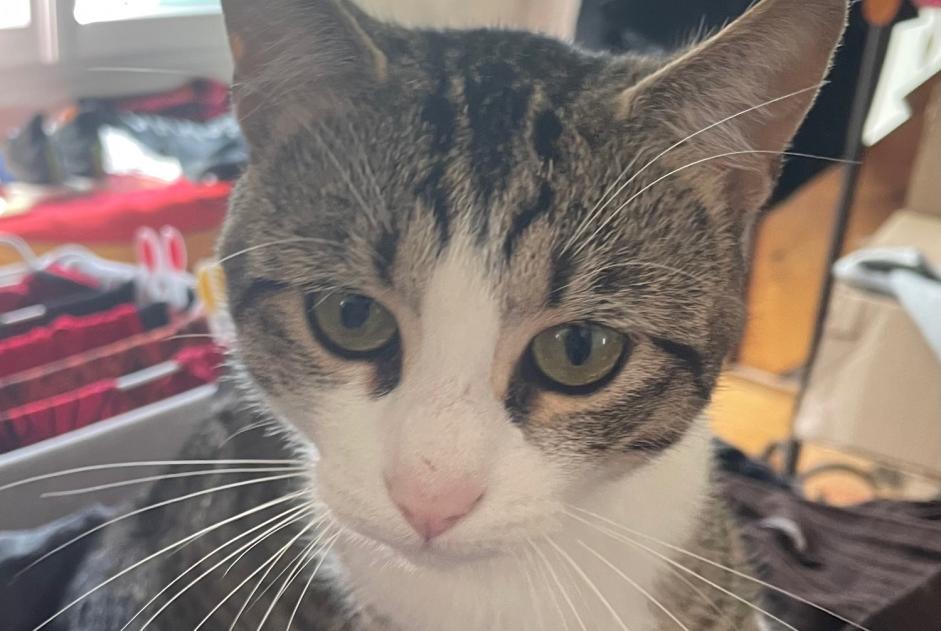 Alerte Disparition Chat  Mâle , 2 ans Saint-Denis France