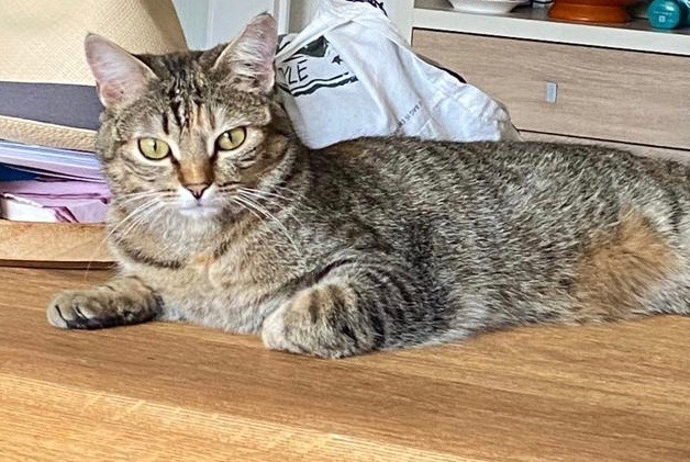 Alerte Disparition Chat Femelle , 2 ans Genève Suisse