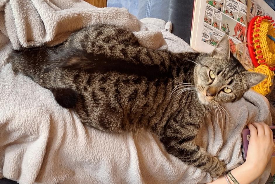 Alerte Disparition Chat Mâle , 2 ans Riaz Suisse