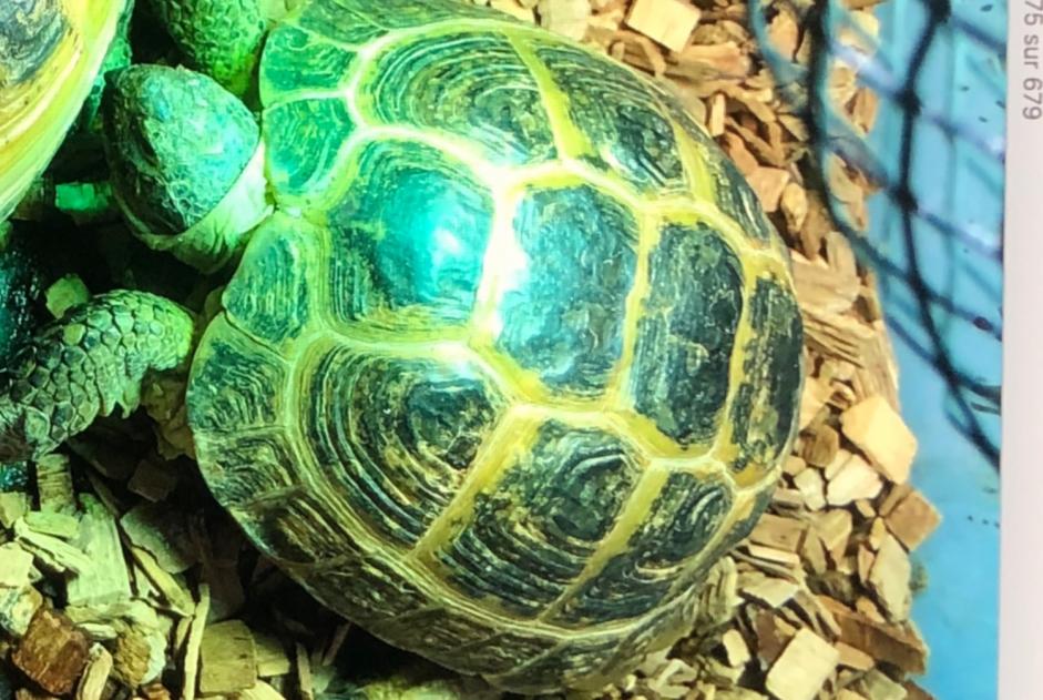 Alerte Disparition Tortue Femelle , 2024 ans Châtellerault France